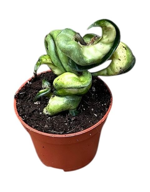 Hoya carnosa 'Compacta Mauna Loa'