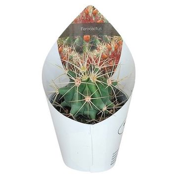 Ferocactus glaucescens