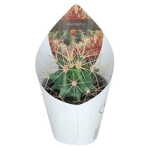 Ferocactus glaucescens