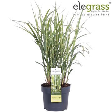 Miscanthus sinensis 'Strictus'