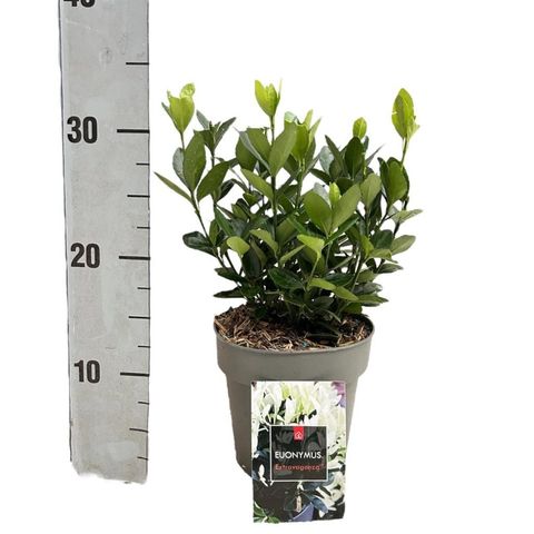 Euonymus japonicus EXTRAVAGANZA