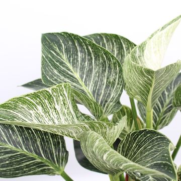 Filodendro BIRKIN / WHITE MEASURE