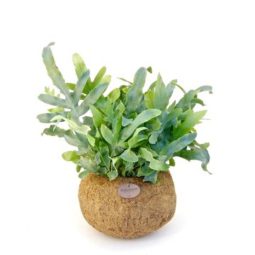 Phlebodium aureum 'Blue Star'