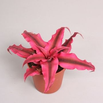 Cryptanthus bivittatus 'Rubin Star'