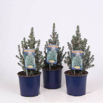 Picea glauca 'Сандерс Блу'