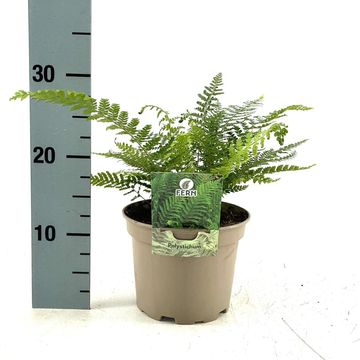 Polystichum setiferum