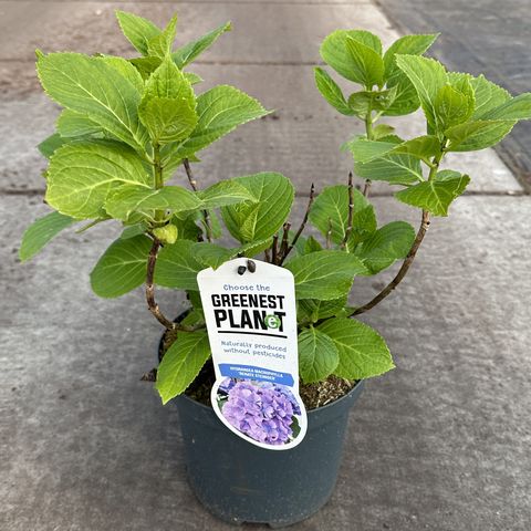 Hydrangea macrophylla 'Renate Steiniger'