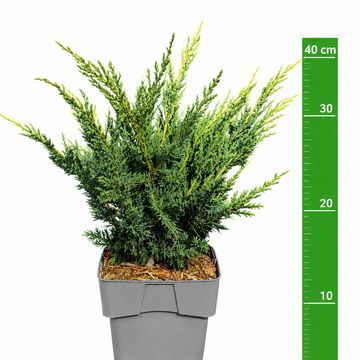 Juniperus chinensis 'Blaauw'