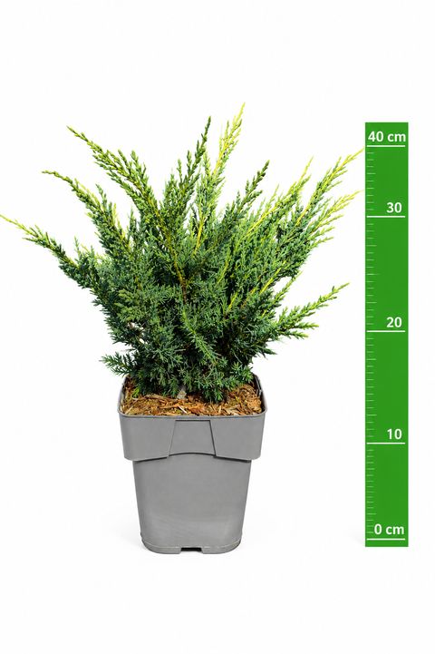 Juniperus chinensis 'Blaauw'