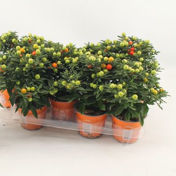 Solanum pseudocapsicum 'Jupiter'