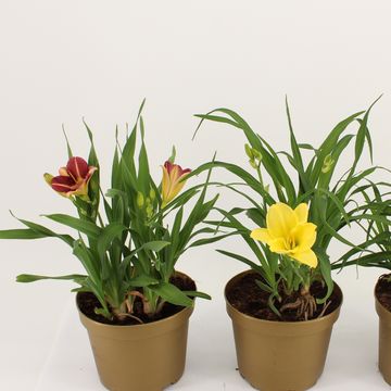 Гемерокалис MIX