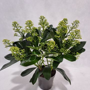 Skimmia japonica 'Finchy'