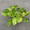 Epipremnum 'Neon Queen'