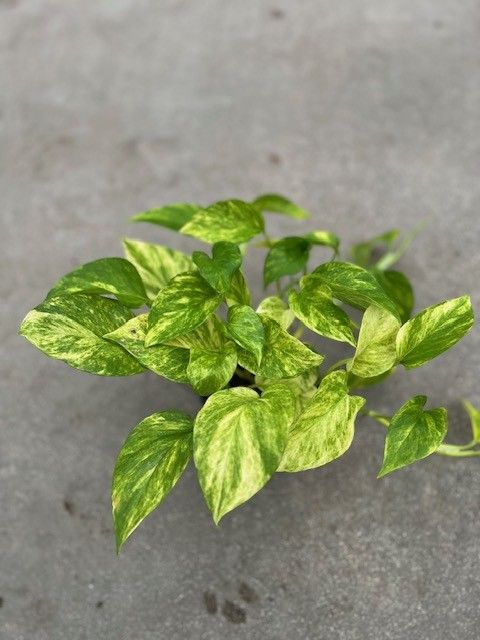 Epipremnum 'Neon Queen'