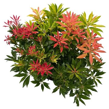 Pieris 'Forest Flame'