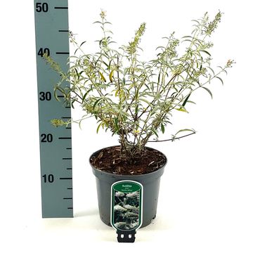 Buddleja davidii 'Nanho White'