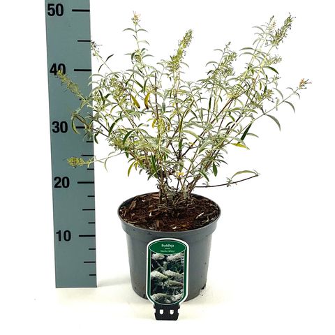 Buddleja davidii 'Nanho White'