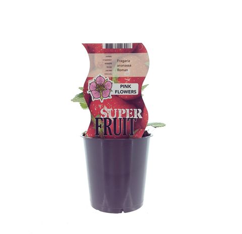 Fragaria x ananassa 'Roman'