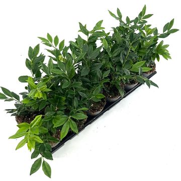 Sarcococca confusa