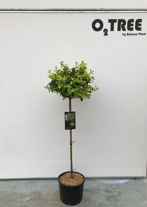 Euonymus fortunei 'Canadale Gold'