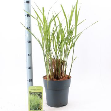 Miscanthus sinensis 'Стриктус'