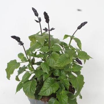 Salvia SALGOON LAKE BLUEBERRY