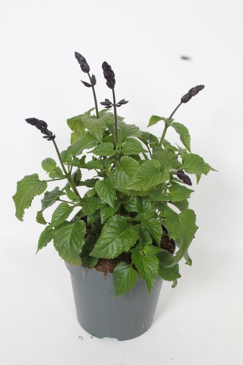 Salvia SALGOON LAKE BLUEBERRY