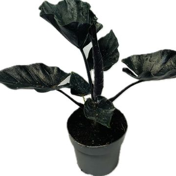 Alocasia 'Antoro Velvet'