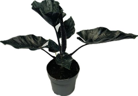 Alocasia 'Antoro Velvet'