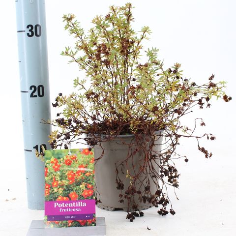 Potentilla fruticosa 'Red Ace'