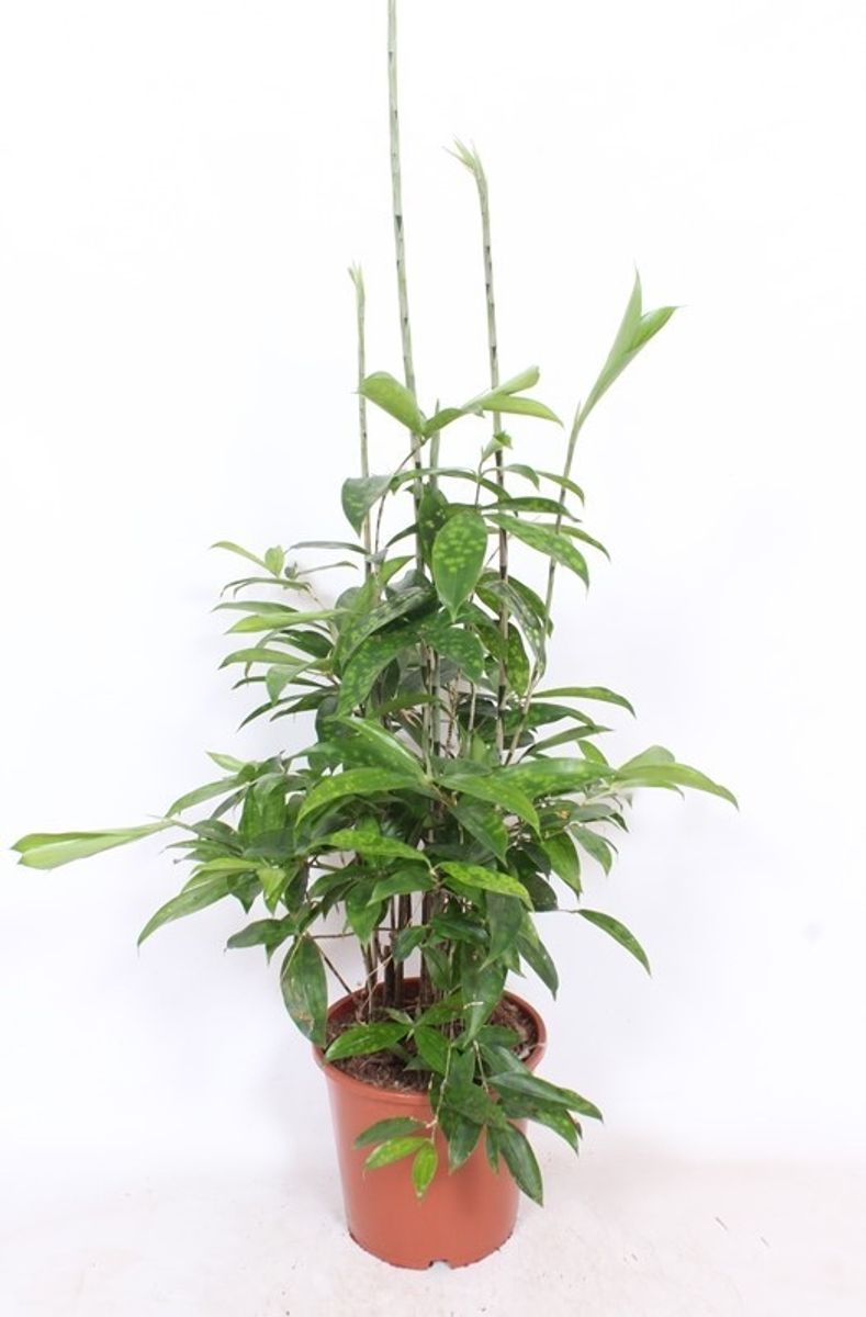 preis eibe 2 meter Taxus baccata