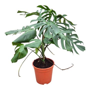 Monstera deliciosa 'Sierrana'