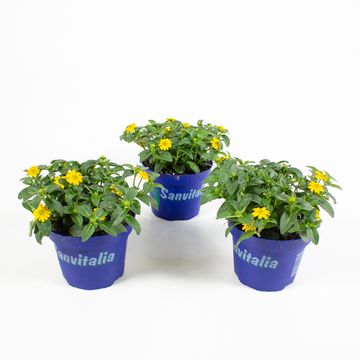 Sanvitalia procumbens
