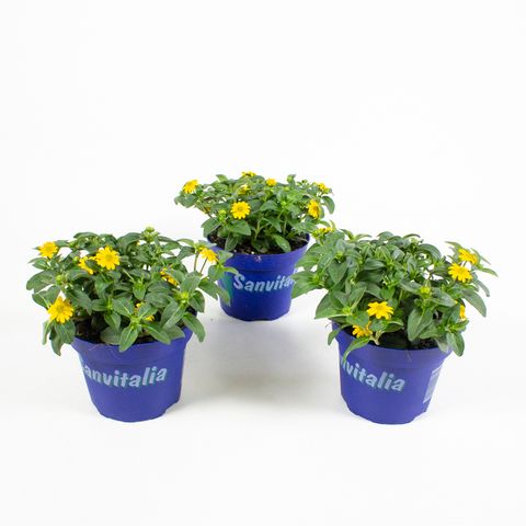 Sanvitalia procumbens