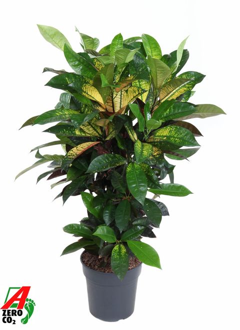 Codiaeum variegatum 'Mrs Iceton'