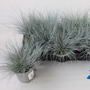 Festuca glauca 'Eisvogel'