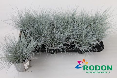 Festuca glauca 'Eisvogel'