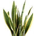 Sansevieria trifasciata 'Laurentii'