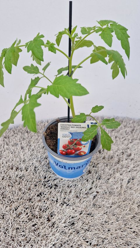 Solanum lycopersicum 'Manolo'