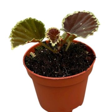 Begonia darthvaderiana 'Green Spots'