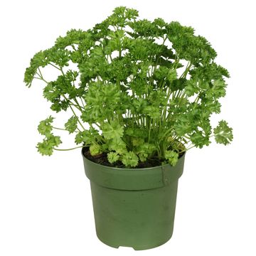Petroselinum crispum 'Grandeur'