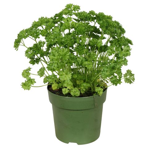 Petroselinum crispum 'Grandeur'