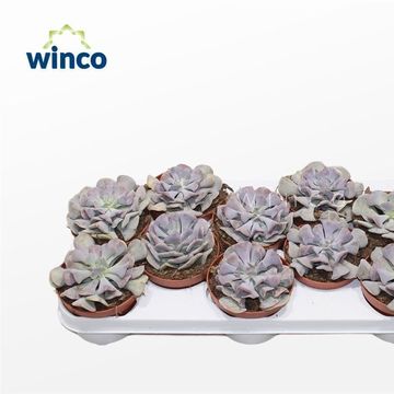 Echeveria 'Cubic Frost'