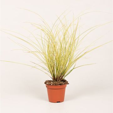 Carex brunnea 'Jenneke'