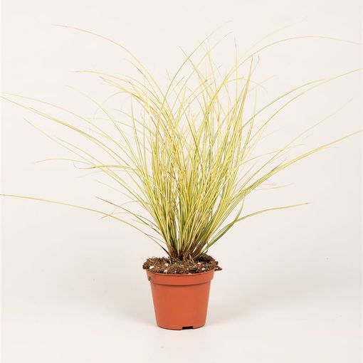 Carex brunnea 'Jenneke'