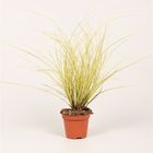 Carex brunnea 'Jenneke'