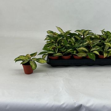 Hoya carnosa 'Tricolor'
