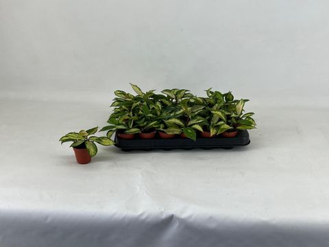 Hoya carnosa 'Tricolor'
