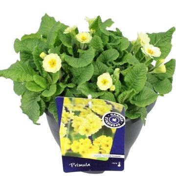 Primula 'Veristar White Cream Orange Eye'