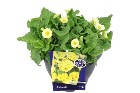 Primula 'Veristar White Cream Orange Eye'